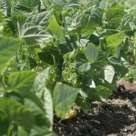 Haricots beurre